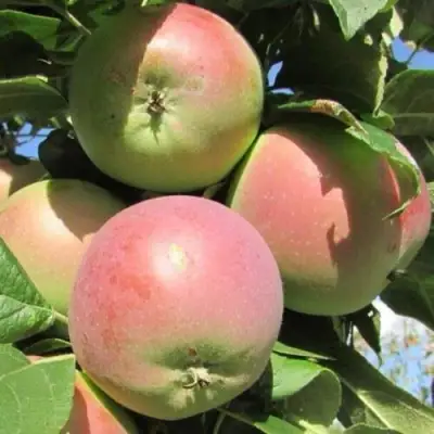 Яблоня МОСКОВСКОЕ ЗИМНЕЕ в Мозыре