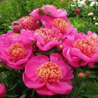 Пион ДОРИН травянистый в Мозыре