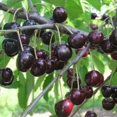 Черешня ЛЮБИМИЦА АСТАХОВА в Мозыре