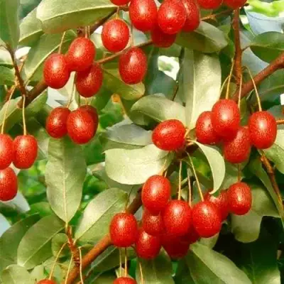 ГУМИ (ЛОХ МНОГОЦВЕТКОВЫЙ) в Мозыре