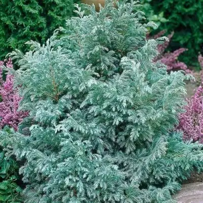 Кипарисовик БУЛЕВАРД горохоплодный в Мозыре