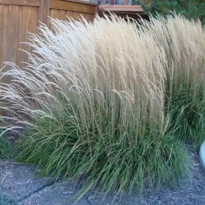 Вейник КАРЛ ФОРСТЕР остроцветковый в Мозыре