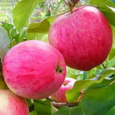 Яблоня РОЗОВЫЙ НАЛИВ в Мозыре