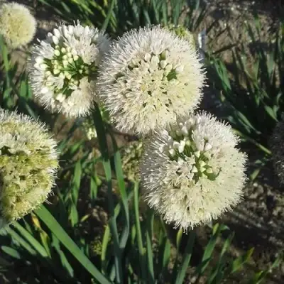 Лук слизун в Мозыре