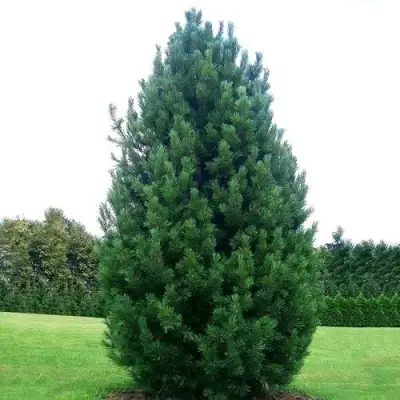 Сосна кедровая европейская в Мозыре