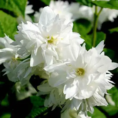 Жасмин ДАМ БЛАНШ в Мозыре