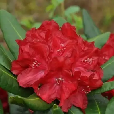 Рододендрон БУЗУКИ в Мозыре