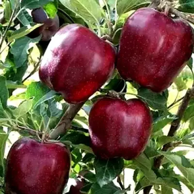 Яблоня РЕД ЧИФ в Мозыре