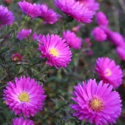 Астра КАРМИНКУППЕЛЬ в Мозыре