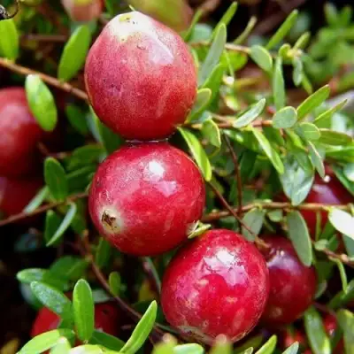 Клюква СТИВЕНС в Мозыре