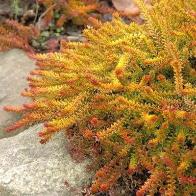 Водяника БЕРНШТЕЙН черная в Мозыре