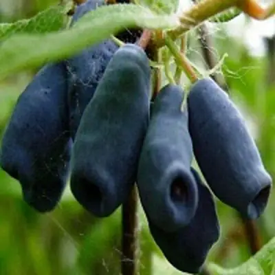 Жимолость съедобная НАРЫМСКАЯ в Мозыре