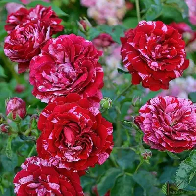 Роза ДИП ИМПРЕШН флорибунда в Мозыре