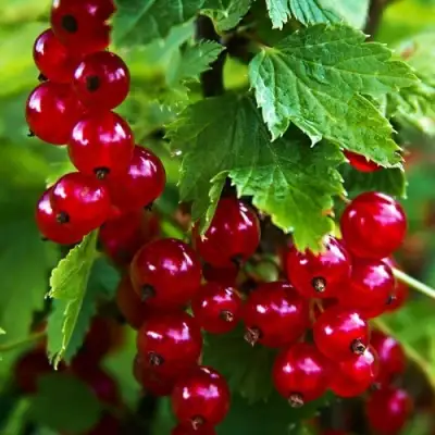 Смородина красная РОЛАН в Мозыре