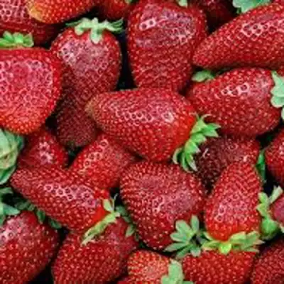 Клубника СКАЛА в Мозыре