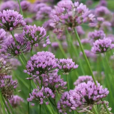 Лук угловатый в Мозыре