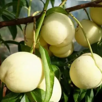 Персик АЙС ПИЧ в Мозыре