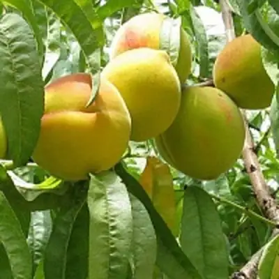 Персик СЕЯНЕЦ СТАРКА в Мозыре