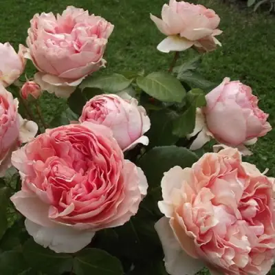 Роза ФИЛИНГ чайно-гибридная в Мозыре