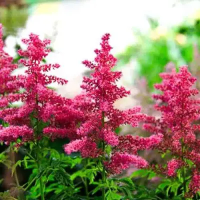 Астильба ЮНИК КАРМИН гибридная в Мозыре