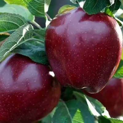 Яблоня РЕД ЧИФ в Мозыре