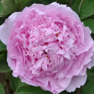 Пион ПРОЗРАЧНАЯ РОСА древовидный в Мозыре