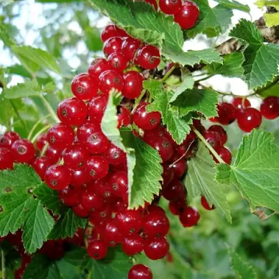 Смородина красная ГОЛЛАНДСКАЯ КРАСНАЯ в Мозыре