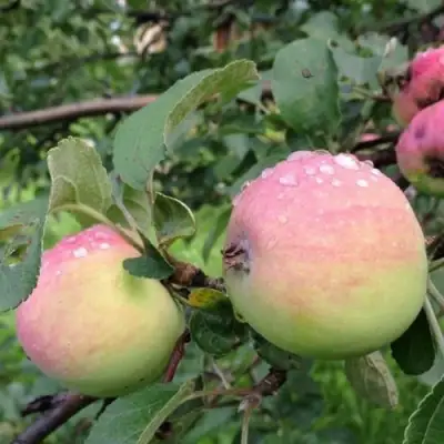 Яблоня УТРО в Мозыре