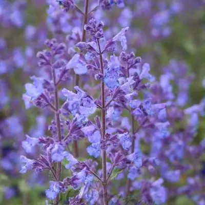 Котовник КИТ КЭТ фассена в Мозыре