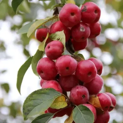 Яблоня РЕД ОБЕЛИСК колонновидная в Мозыре