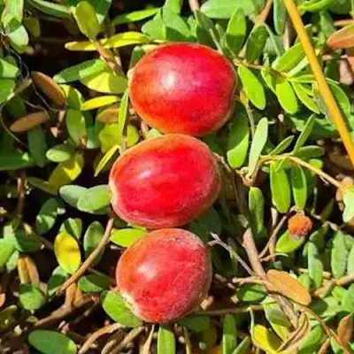 Клюква БАИН 6 в Мозыре