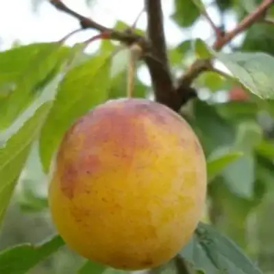 Слива ЯХОНТОВАЯ в Мозыре