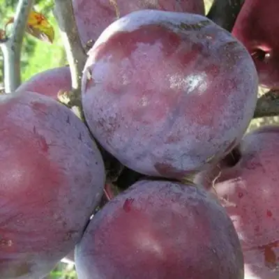 Слива ПАННА в Мозыре