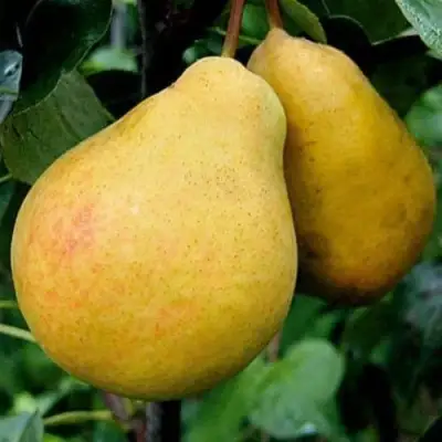 Груша ВЕЛИКАЯ ЛЕТНЯЯ (БОЛЬШАЯ ЛЕТНЯЯ) в Мозыре