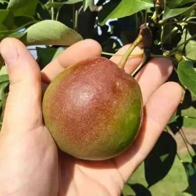 Груша КУПАЛА в Мозыре