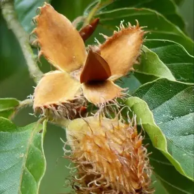 Бук обыкновенный в Мозыре