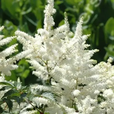 Астильба ХЭППИ ДЕЙ Арендса в Мозыре