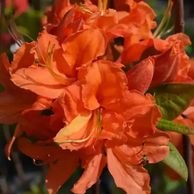 Азалия МАНДАРИН ЛАЙТС листопадная в Мозыре