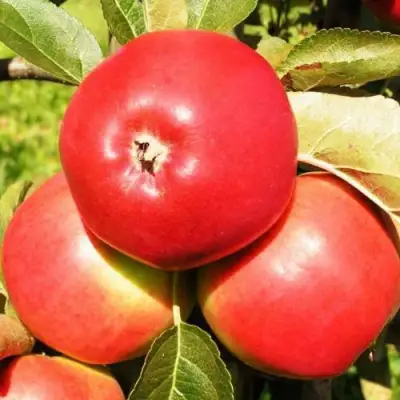 Яблоня СЯБРЫНА в Мозыре