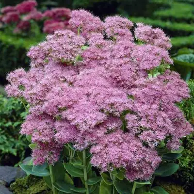 Очиток (седум) БРИЛЛИАНТ в Мозыре