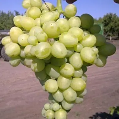 Виноград АРКАДИЯ в Мозыре