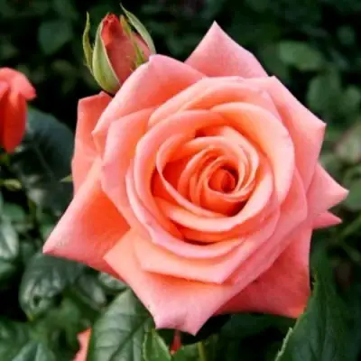 Роза ВАУ чайно-гибридная в Мозыре