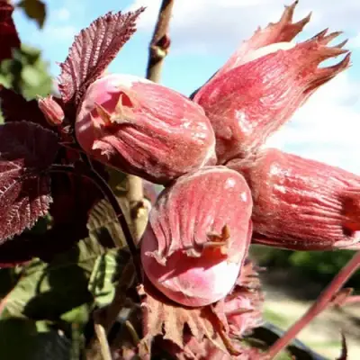 Фундук АЛЫЙ ПАРУС в Мозыре