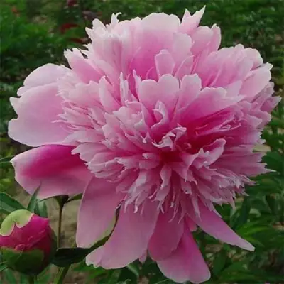 Пион ГОЛУБАЯ ХРИЗАНТЕМА травянистый в Мозыре