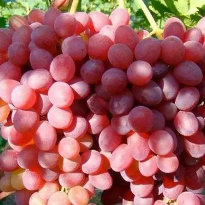 Виноград КИШМИШ КРАСНЫЙ в Мозыре