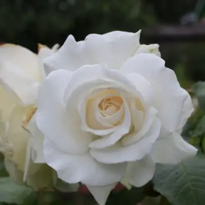 Роза АНАСТАСИЯ чайно-гибридная в Мозыре