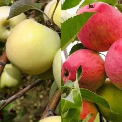 Комплект ЯБЛОЧНЫЙ ТАНДЕМ в Мозыре