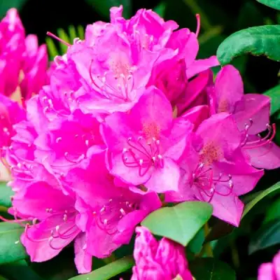 Азалия ПУРПУРТРАУМ японская в Мозыре