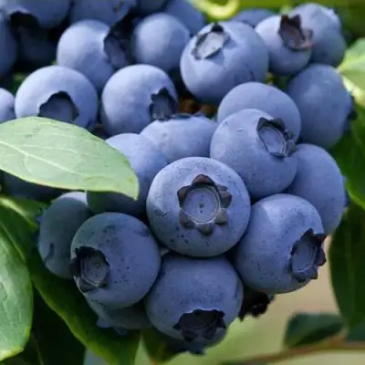 Голубика СПАРТАН в Мозыре