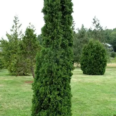 Туя ДЕГРУТ СПАЙР западная в Мозыре